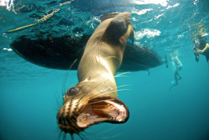 Kike Calvo picture Snorkeling with sea lions