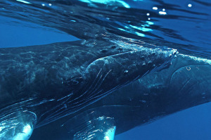 Kike Calvo picture Dancing with Humpback Whales, Humpback whale