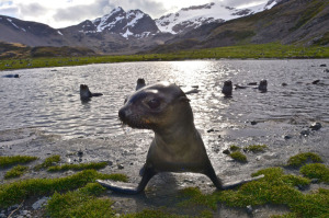 Kike Calvo picture Stromness in South Georgia