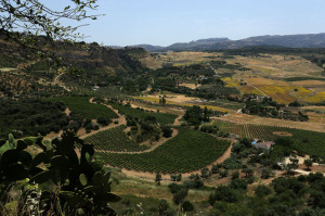 Andalucia landscape olive trees