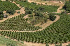 Andalucia olive trees