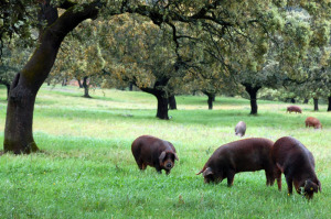 Andalucia pigs