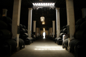 Andalucia wineyard